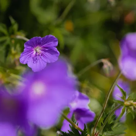 Oberlech750. Refugium Am Berg. Oberlech